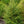 Load image into Gallery viewer, Candian Hemlock
