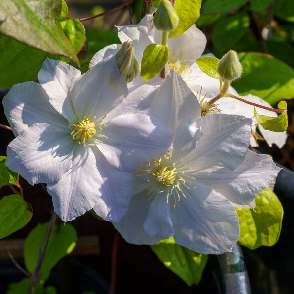 Candida Clematis