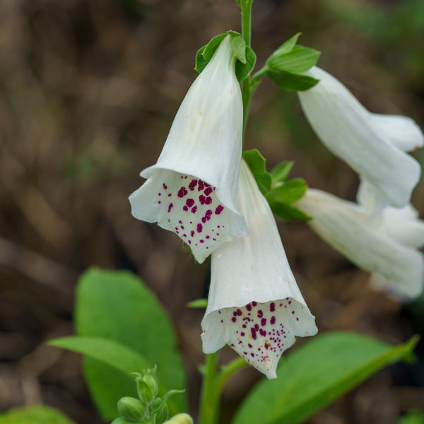 Candy Mountain White Foxglove