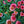 Load image into Gallery viewer, Cara Mia Carmine Coneflower
