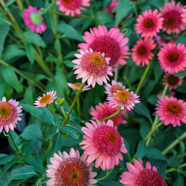 Cara Mia Carmine Coneflower