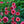 Load image into Gallery viewer, Cara Mia Carmine Coneflower
