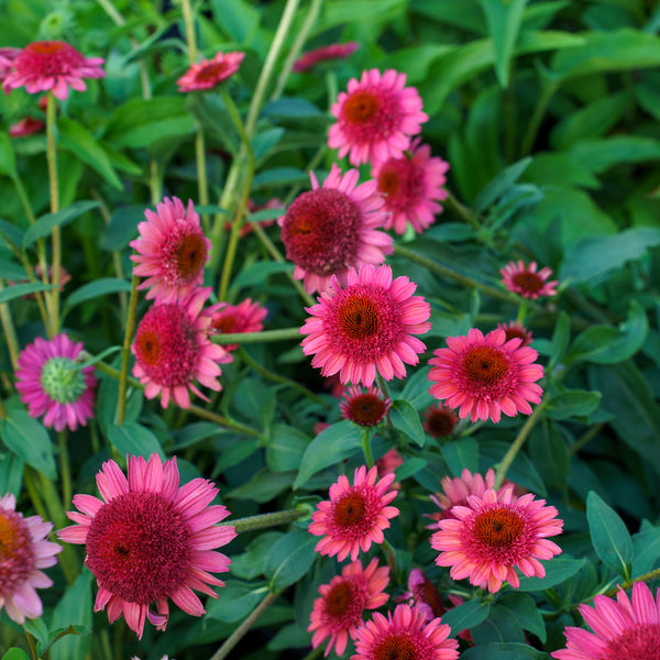 Cara Mia Carmine Coneflower