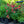 Load image into Gallery viewer, Cara Mia Carmine Coneflower
