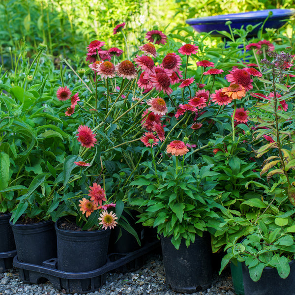 Cara Mia Carmine Coneflower