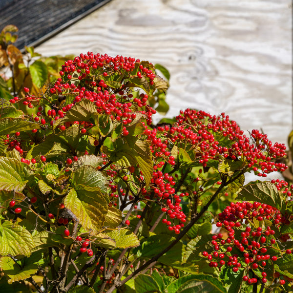 Cardinal Candy Linden Viburnum