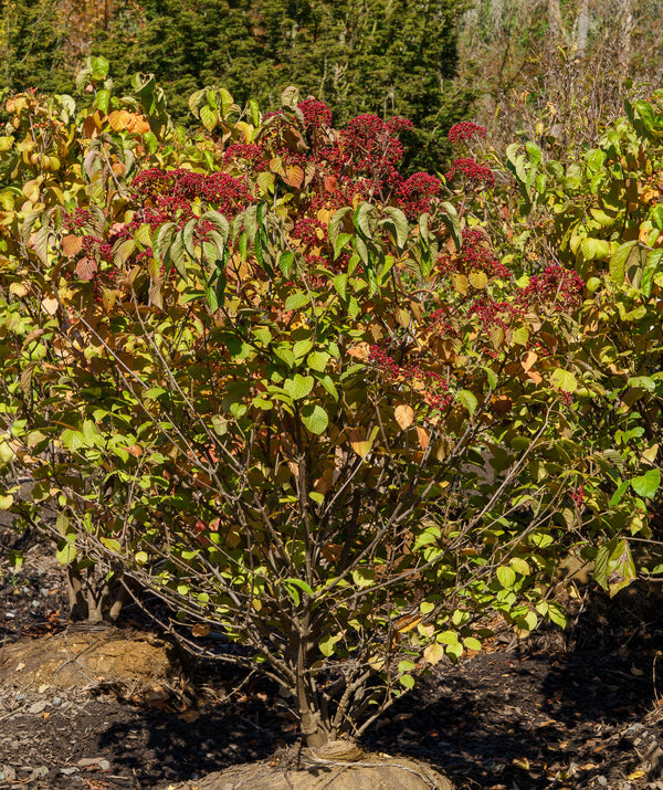 Cardinal Candy Linden Viburnum