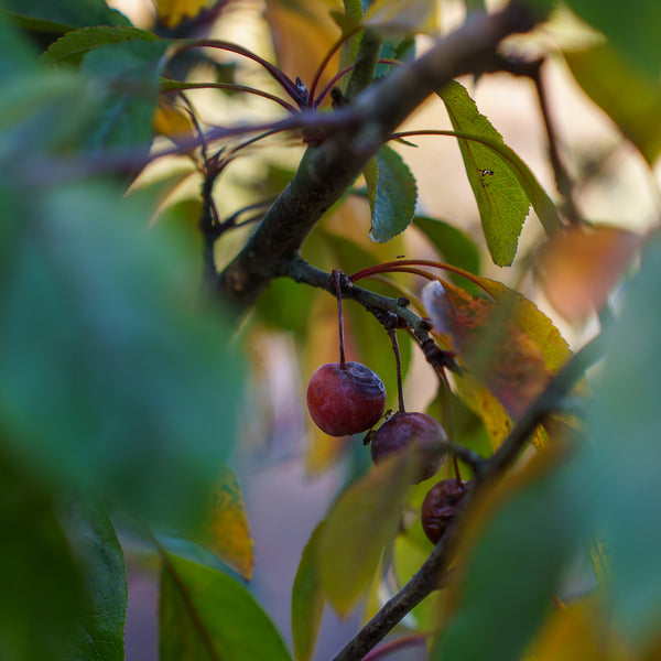 Cardinal Crabapple