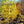 Load image into Gallery viewer, Carnival Hedge Maple - Maple - Shade Trees
