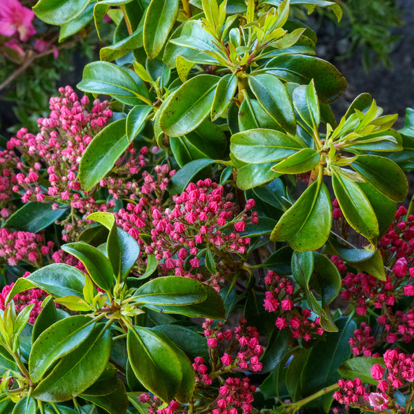 Carol Mountain Laurel - Mountain Laurel - Shrubs