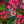 Load image into Gallery viewer, Carol Mountain Laurel - Mountain Laurel - Shrubs
