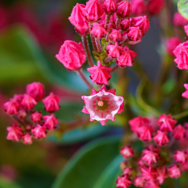 Carol Mountain Laurel - Mountain Laurel - Shrubs