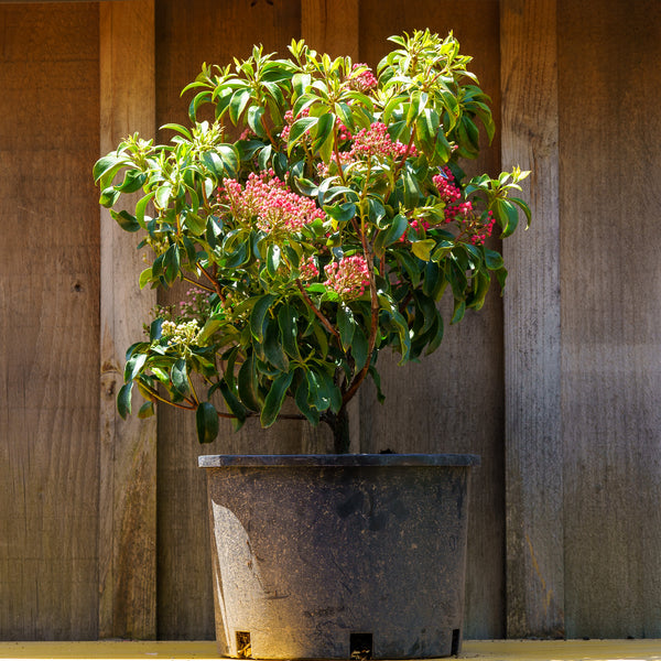 Carol Mountain Laurel - Mountain Laurel - Shrubs