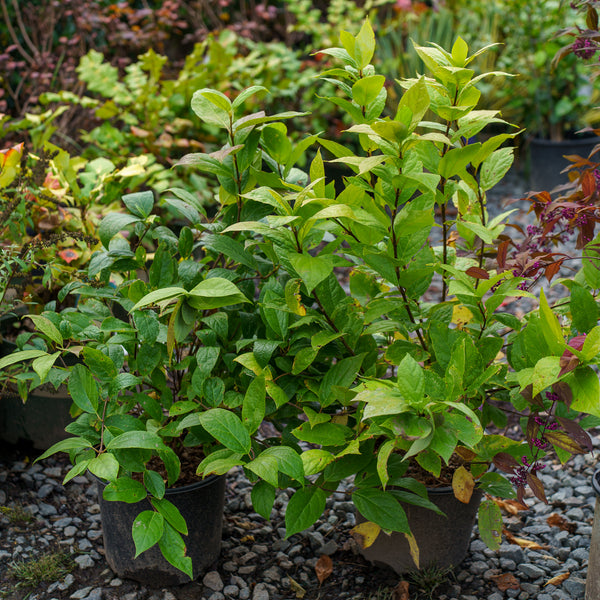 Carolina Allspice