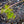 Load image into Gallery viewer, Cascadia Maple
