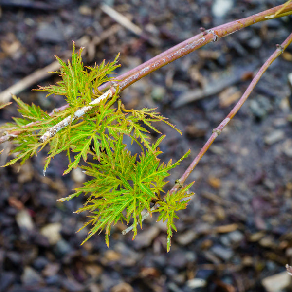 Cascadia Maple