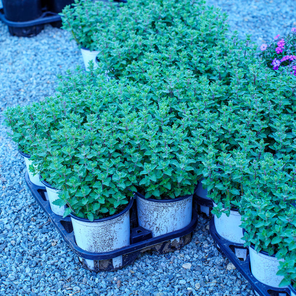 Cat's Meow Catmint