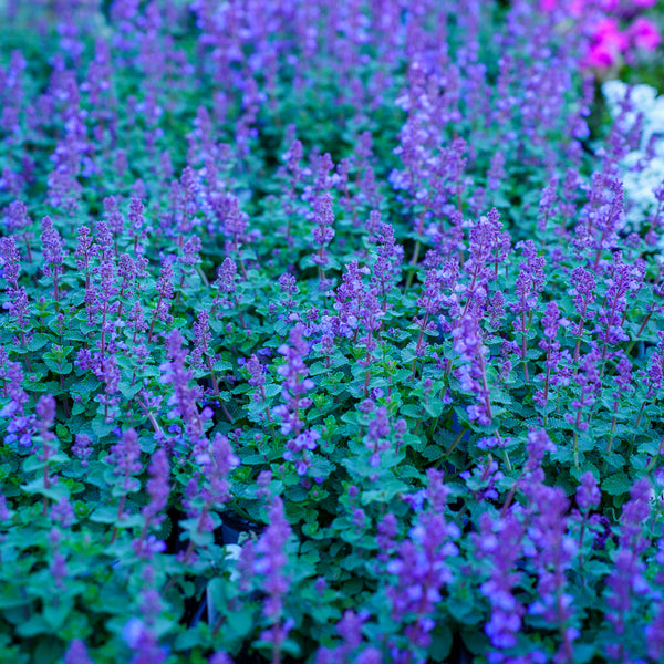 Cat's Pajamas Catmint