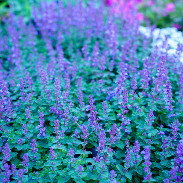 Cat's Pajamas Catmint