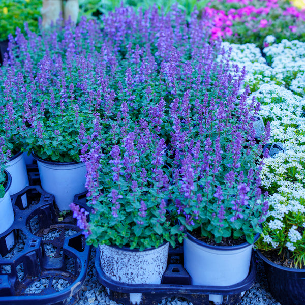 Cat's Pajamas Catmint