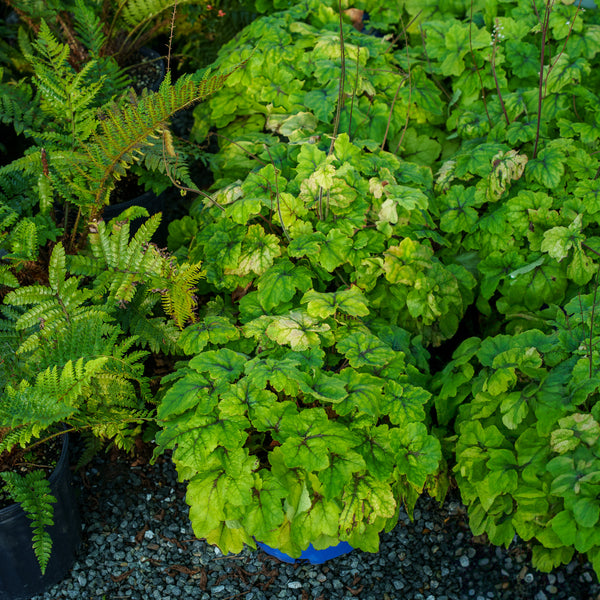 Catching Fire Foamy Bells