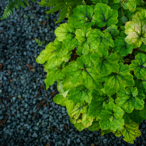 Catching Fire Foamy Bells