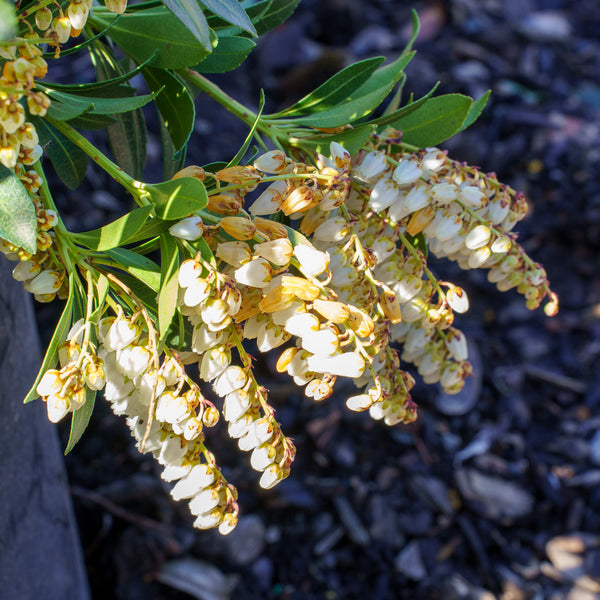 Cavatine Andromeda - Pieris - Shrubs