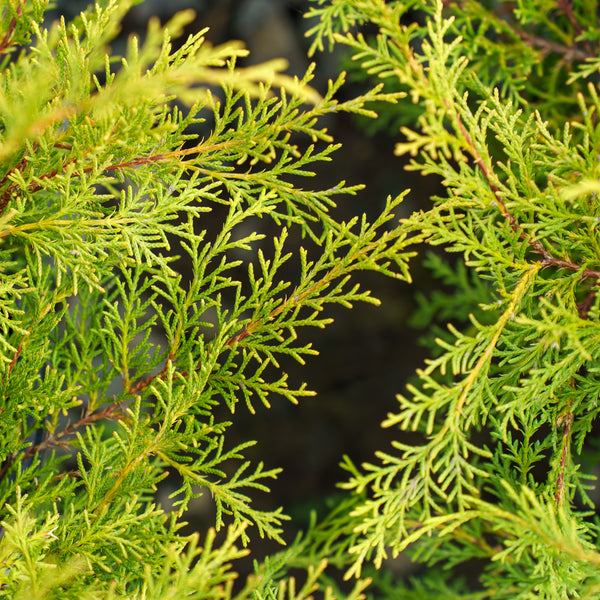 Celtic Pride Siberian Cypress