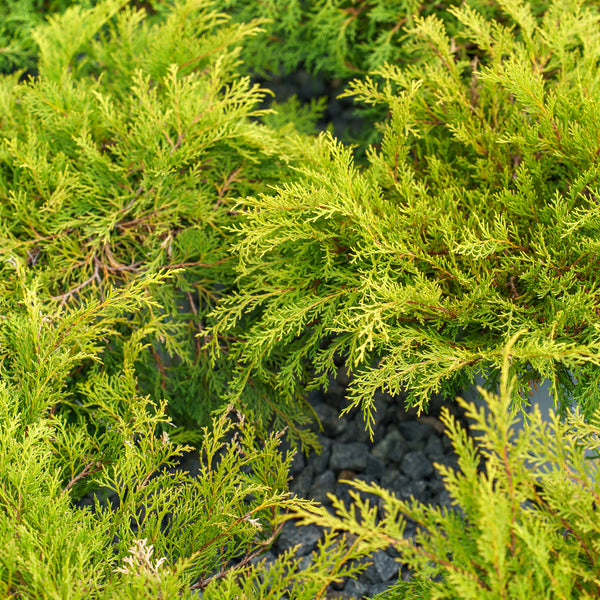 Celtic Pride Siberian Cypress