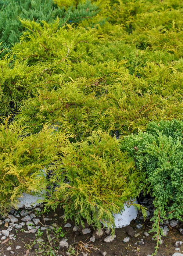 Celtic Pride Siberian Cypress