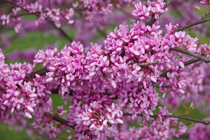 Eastern Redbud Blossoms