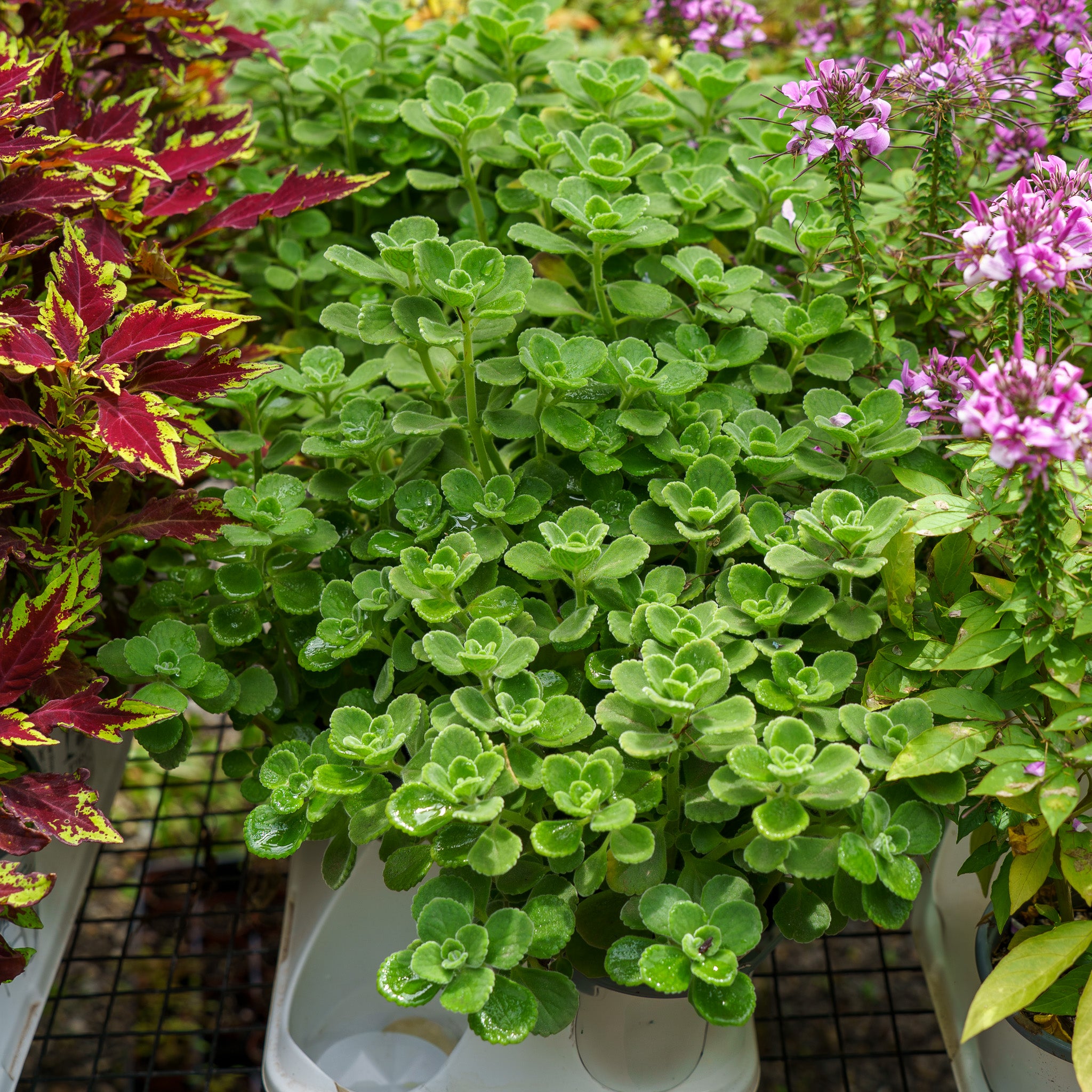cerveza and lime plant indoor Cerveza n' Lime Plectranthus – Plant Detectives