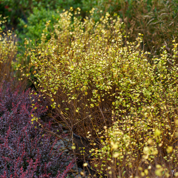 Cesky Gold Dwarf Birch