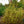 Load image into Gallery viewer, Cesky Gold Dwarf Birch
