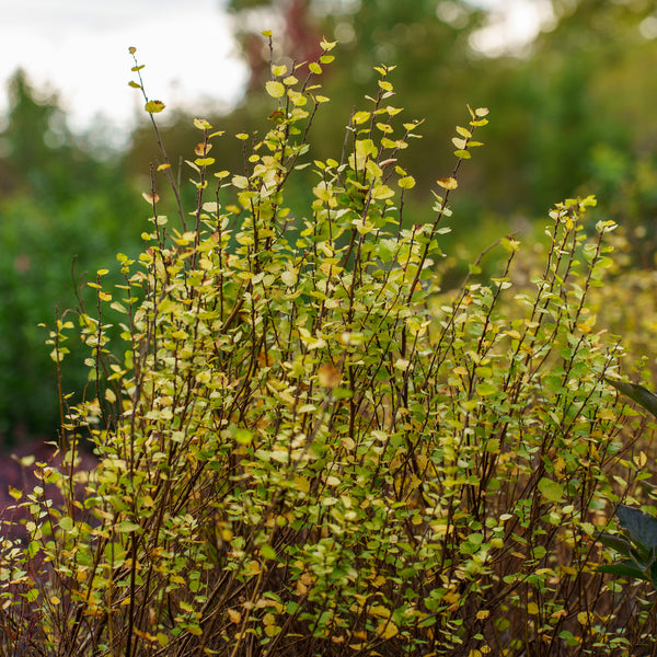 Cesky Gold Dwarf Birch