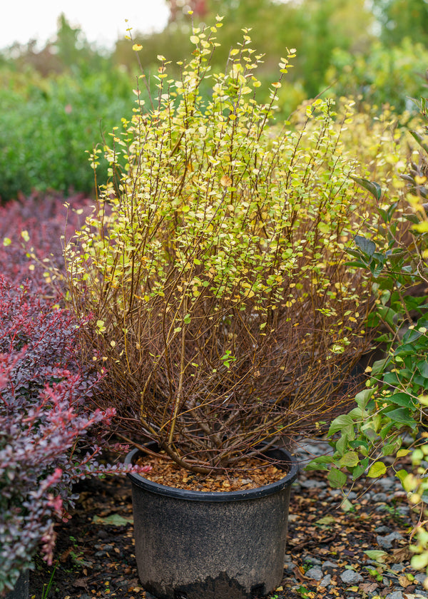 Cesky Gold Dwarf Birch