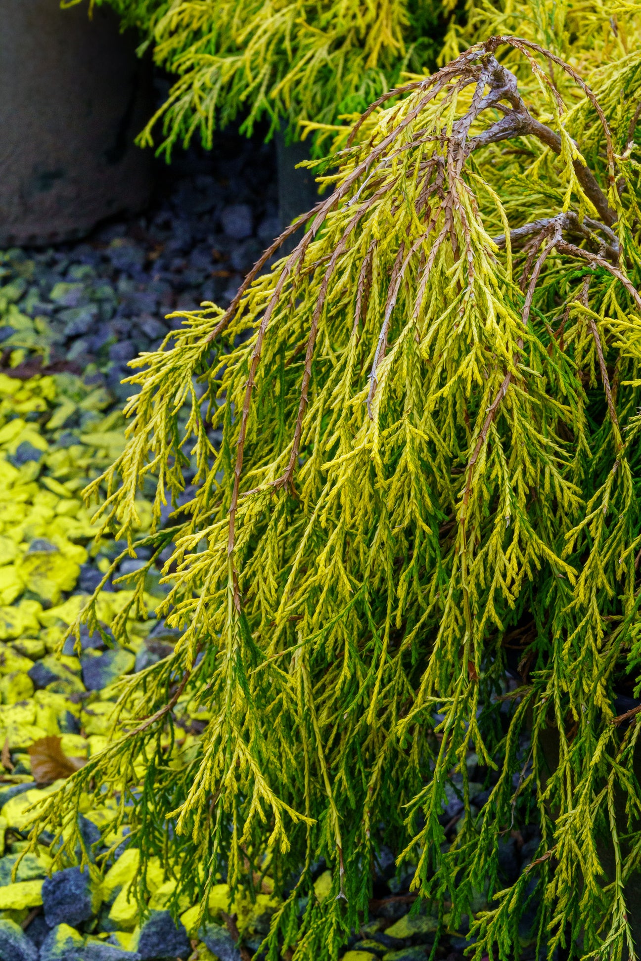 The Chamaecyparis Guide – Plant Detectives