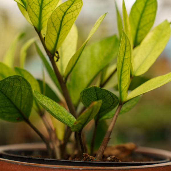 Chameleon ZZ Plant