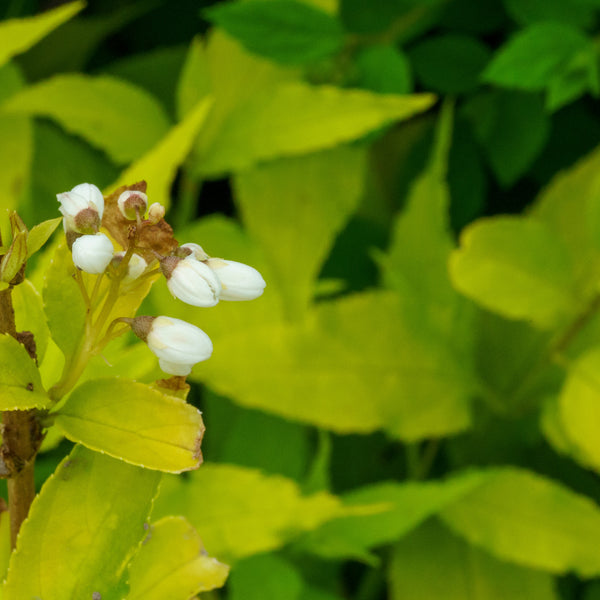 Chardonnay Pearls Deutzia - Deutzia - Shrubs