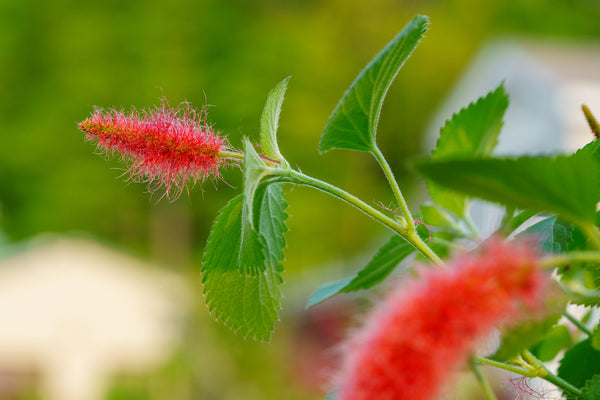 Chenille Foxtail - Other Houseplants - Houseplants