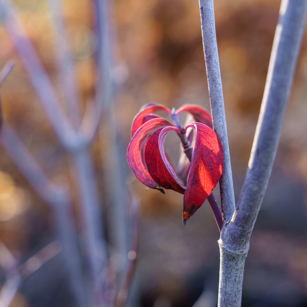 Cherokee Brave Dogwood