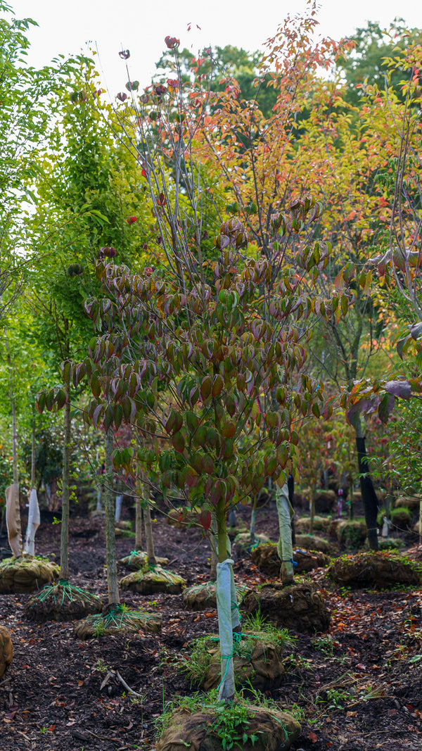 Cherokee Brave Dogwood