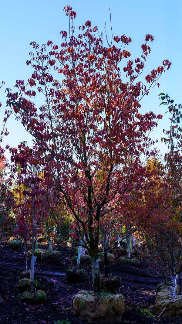 Cherokee Brave Dogwood