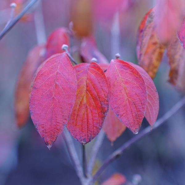 Cherokee Chief Dogwood