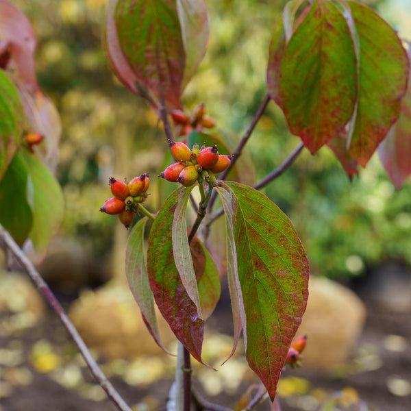 Cherokee Princess Dogwood