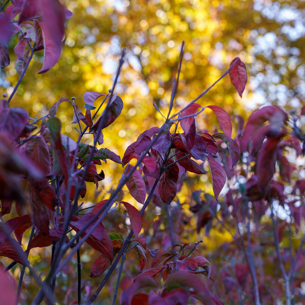 Cherokee Princess Dogwood