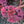 Load image into Gallery viewer, Cherry Fizz Stonecrop
