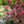 Load image into Gallery viewer, Cherry Fizz Stonecrop
