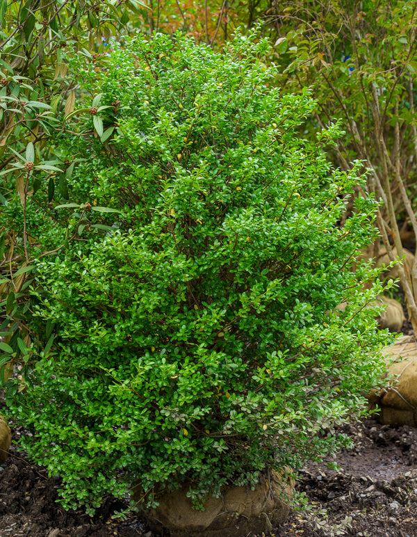 Chesapeake Japanese Holly