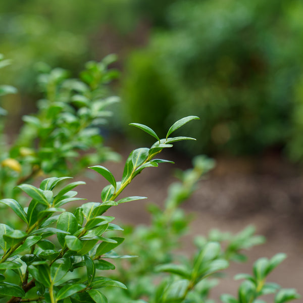 Chesapeake Japanese Holly